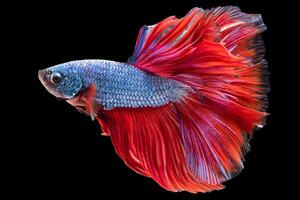 en contra el oscuro y misterioso negro fondo el Betta pescado azul cuerpo y rojo cola formar un encantador visual espectáculo ese Destacar el inherente belleza de esta majestuoso criatura. foto