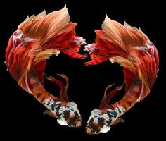 Beautiful movement of two colorful Siamese fighting fish, Close-up of blue red Betta fish. Heart shaped fish of two Betta splendens isolated on black background. photo