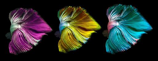 Colorful betta tail, Purple yellow and blue Betta fish tail isolated on black background. photo