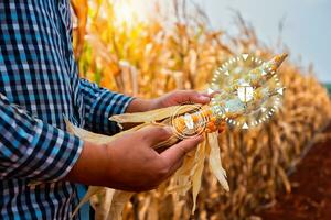 Farmer checking corn crop cultivated field with smart farming interface icons. Smart and new technology for agriculture, GMO science in corn field concept. photo