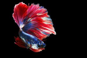 Red Blue Siamese Fighting fish Fancy Halfmoon Betta The moving moment beautiful of betta fish in Thailand. Betta splendens Pla-kad, Rhythmic of Betta fish isolated on black background photo