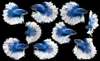 Set of beautiful nine betta fish, Collection movement of blue white Betta, Siamese fighting fish, Halfmoon betta, Rhythmic of betta splendens isolated on black background. photo