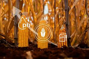 Efficient corn cultivation ,corn crop cultivated field with smart farming interface icons. Smart and new technology for agriculture with growth graph. photo