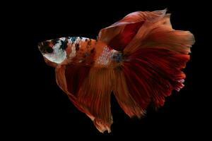 Beautiful betta's tail a testament to the intricate craftsmanship of nature is a true masterpiece that showcases the beauty and diversity found in the underwater realm. photo