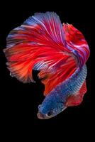 Beautiful movement of blue red betta fish, Siamese fighting fish, Betta splendens isolated on black background. Studio shot. photo