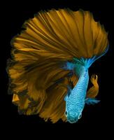 Beautiful movement of blue yellow Betta fish, Siamese fighting fish, Betta splendens isolated on black background. photo