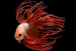 Beautiful movement of red crowntail betta fish, Siamese fighting fish, Betta splendens isolated on black background. Studio shot. photo