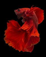 hermosa movimiento de rojo Betta pez, siamés luchando pez, copang, media Luna betta, rítmico de Betta splendens aislado en negro antecedentes. foto
