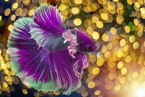 hermosa púrpura Betta pez, Violeta siamés luchando pez, Betta splendens de Tailandia con resumen vistoso ligero bokeh fondo, Brillantina desenfocado y centelleante luces, creativo Betta concepto. foto