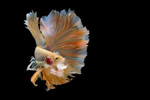 Yellow Siamese Fighting fish Fancy Halfmoon Betta,The moving moment beautiful of betta fish in Thailand. Betta splendens Pla-kad, isolated on black background. photo