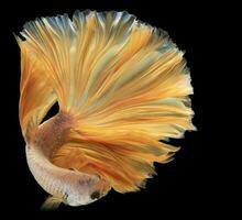 Beautiful movement of yellow betta fish, Yellow Siamese fighting fish, Betta splendens isolated on black background. Studio shot. photo