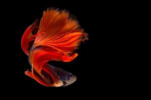 Beautiful movement of red blue betta fish, Fancy Halfmoon Betta, The moving moment beautiful of Siamese Fighting fish, Betta splendens, Rhythmic of Betta fish on black background. photo