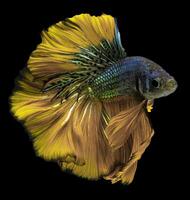 hermosa movimiento de amarillo azul Betta pez, siamés luchando pez, Betta splendens de tailandia, aislado en negro antecedentes. foto