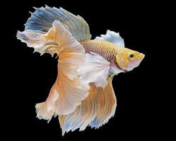 Beautiful movement of yellow Betta fish, Rhythmic close up of Siamese fighting fish, Betta splendens, Halfmoon betta of Thailand, isolated on black background. photo