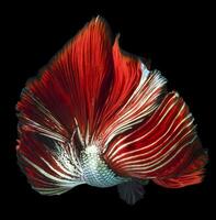 hermosa movimiento de rojo verde Betta pez, siamés luchando pez, Betta splendens de tailandia, aislado en negro antecedentes. foto