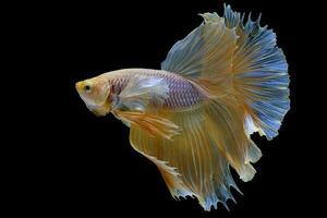 The moving moment beautiful of yellow siamese fighting fish in Thailand. Red betta fish, Fancy Halfmoon Betta, Betta splendens, Rhythmic of Betta fish isolated on black background. photo