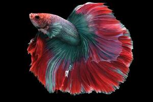 Colorful movement of Siamese fighting fish, Betta fish, Siamese betta isolated on black background. photo