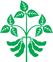 Soybean Plant PNG Illustration