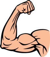 bíceps músculo flexionando png ilustración