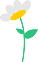 fofa mexicano áster ou cosmos flores png