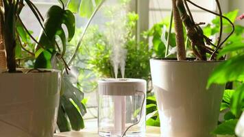 steam from the air humidifier during heating period, surrounded by houseplants. Plant care. Increasing moisture in the apartment. video