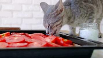 Haustier Allergie. Haustier Diät. klein 3 Monate alt Kätzchen Lecken Salz- von Tomate video