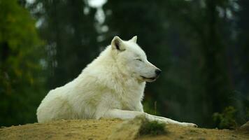 vídeo de ártico lobo en otoño video