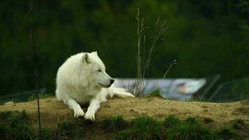 vídeo de ártico lobo en otoño video