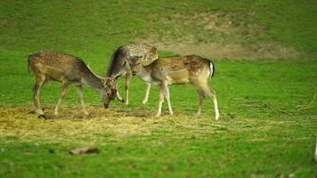 Video of Fallow deer on meadow