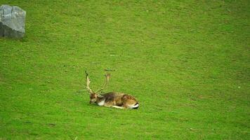 Video of Fallow deer on meadow