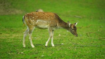 Video of Fallow deer on meadow