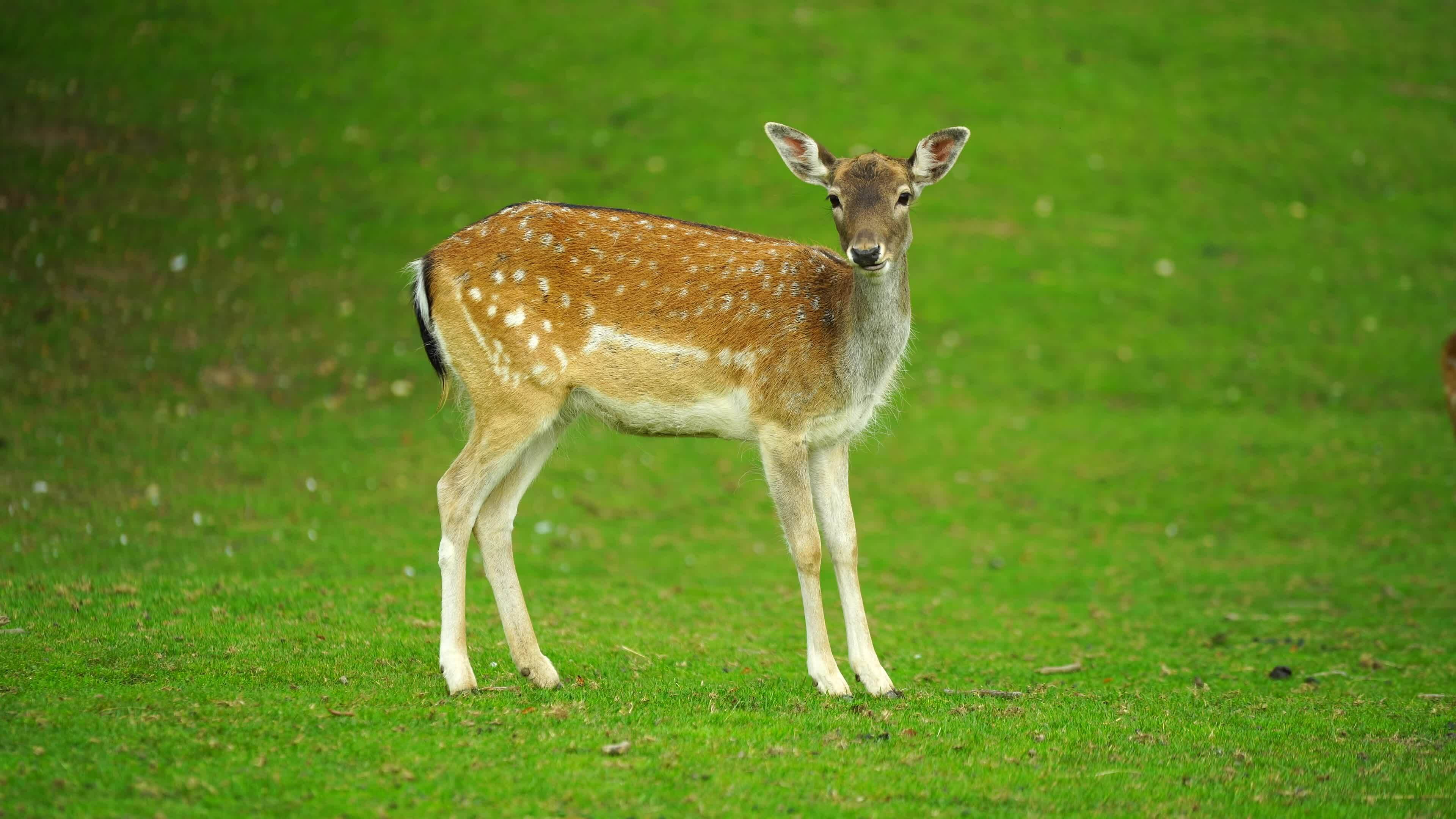 Bambi Doe:  Nature Stock Footage For Filmmakers - i4qqce2