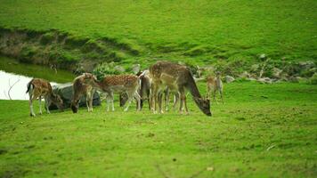 Video of Fallow deer on meadow