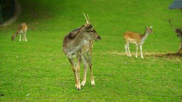 Video of Fallow deer on meadow