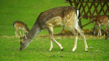 Video von Brache Hirsch auf Wiese