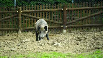 video di selvaggio cinghiale nel zoo