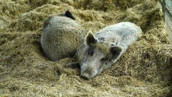 video av vild vildsvin i Zoo