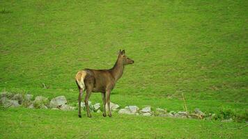 Video of Red deer on meadow