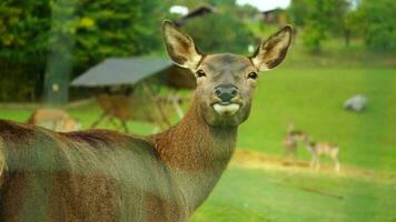 Video von rot Hirsch auf Wiese