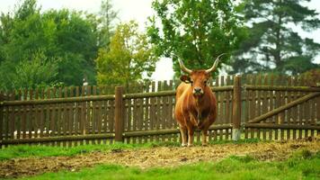 Video of Cachena cattle in zoo