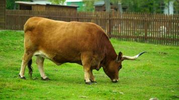 video di cachena bestiame nel zoo