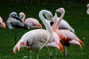 Group of flamingos photo