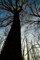 a large tree in the woods photo