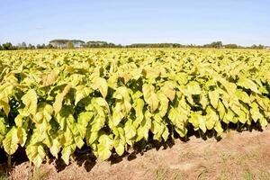 a field of tobacco plants with yellow leaves photo