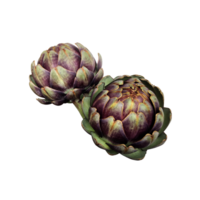 Artichoke fresh violet vegetable plant cutout close-up, raw food organic diet concept, clipping path png