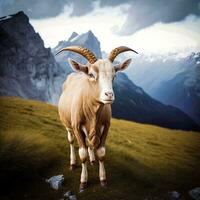 Alpine Majesty   AI generated Image of Ibex with Mountain Background photo