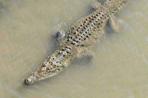 An alligator swimming photo