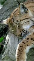 a lynx sleeping on a log in the woods video