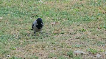 cattura il comportamento di un' grigio-nero corvo guardare per cibo nel un' erboso campo. video