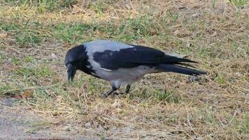 capturar el comportamiento de un gris negro cuervo mirando para comida en un herboso campo. video